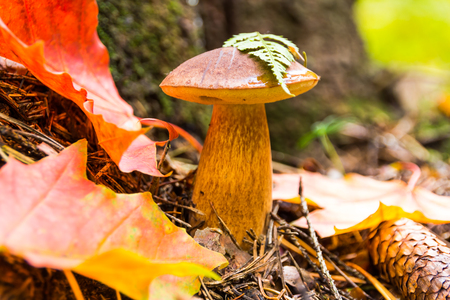 Large mushroom in the autumn forestの写真素材