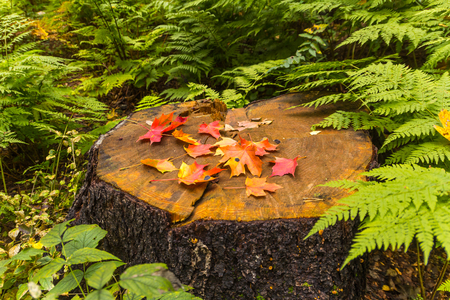 Autumn leaves of maple on stampの写真素材
