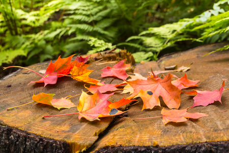 Autumn leaves of maple on stampの写真素材