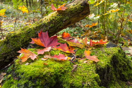 Autumn leaves of maple on stampの写真素材