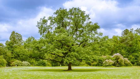 Oak tree on a Sunny dayの写真素材