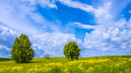 Green field on a Sunny dayの写真素材