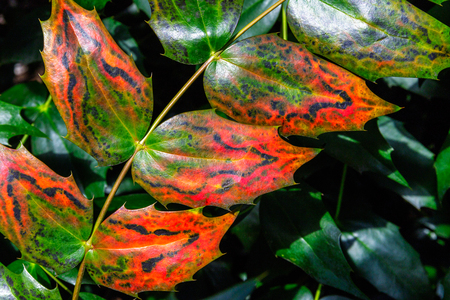 Close up of shiny English holly leaves with distinctive green and red colouring against a background of green hollyの写真素材