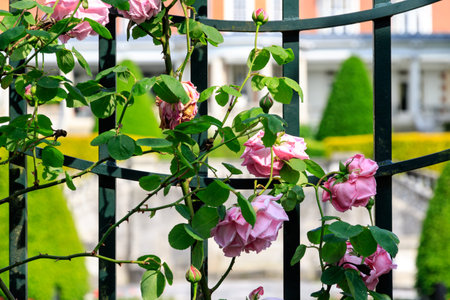 Pink roses growing on the fence with a mansion in the backgroundの写真素材