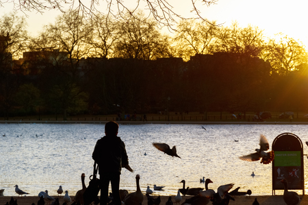 Silhouette of a kid feeding wild birds in Hyde Park, London during sunsetの写真素材