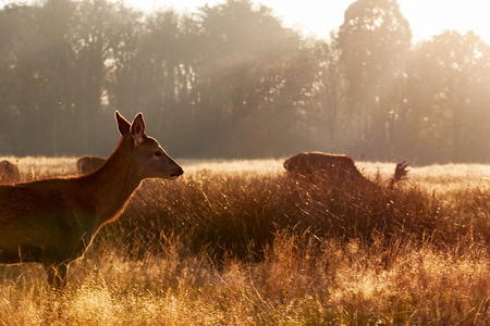 Red deer in Richmond Park, Londonの写真素材