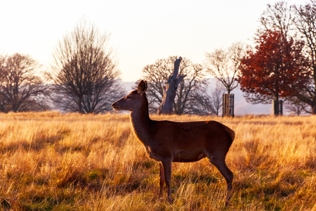Red deer in Richmond Park, Londonの写真素材