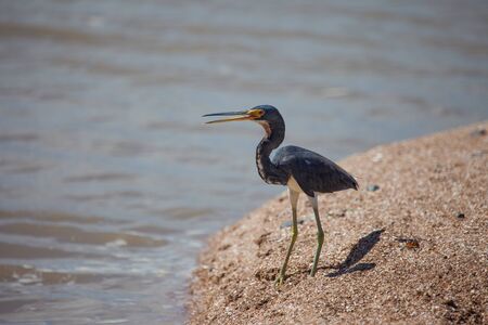Tricolored Heron with an open mouth standing on the sandy shore of the pond. Animals, birds, Ornithology.の写真素材