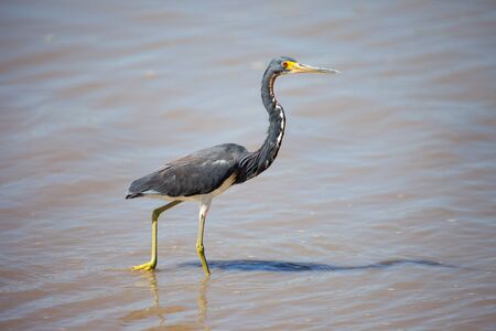 Heron tricolor walking along the sandy Bank of the river on a Sunny day on the background of water. Animals, birds, ornithology.の写真素材