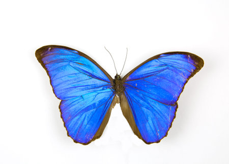 Morpho Menelaus butterfly isolated on a white background. The idea of the design concept with copy...