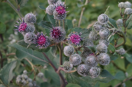 burdock