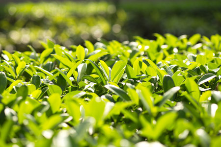 green leaves