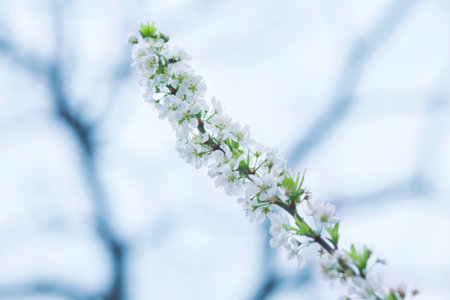 a branch of peach flowers