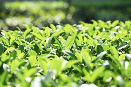 growing leavesの写真素材