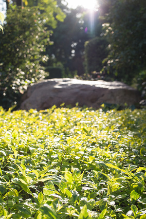 sunlight on the trimmed plantsの写真素材