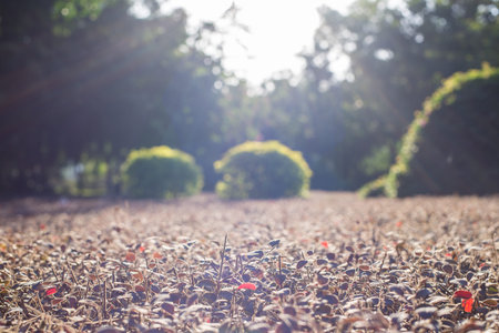 beautiful sunlight spread on the plantsの写真素材