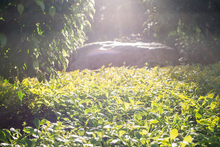 sunlight on the trimmed plantsの写真素材