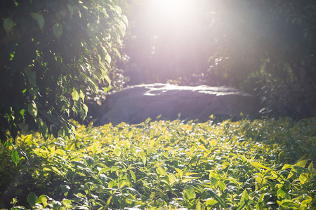 sunlight on the trimmed plantsの写真素材