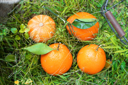 oranges on the grassの写真素材