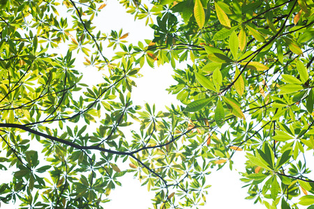 fresh leaves backgroundの写真素材