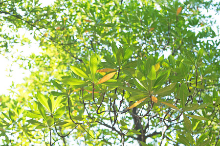 fresh leaves backgroundの写真素材