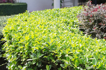 leaves of bushesの写真素材