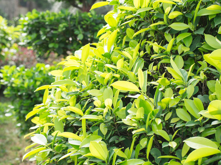 leaves of bushesの写真素材