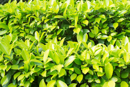 leaves of bushesの写真素材