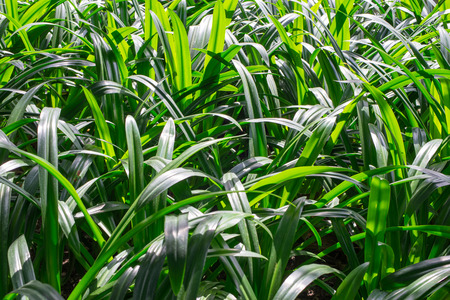 Hymenocallis americana in the parkの写真素材