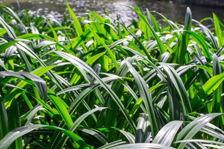 Hymenocallis americana in the parkの写真素材