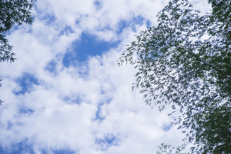 look up to the sky and tree topの写真素材