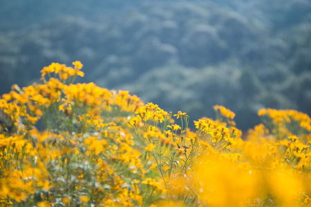 chrysanthemum fieldの写真素材