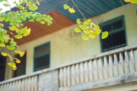 yellow ginkgo leaves and house backgroundの写真素材