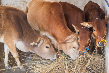 cows eating hayの写真素材