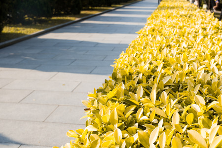 trees and street light in a parkの写真素材