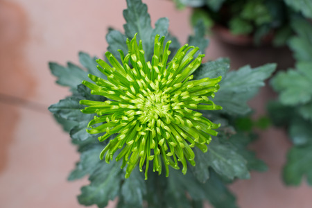 green chrysanthemum flowerの写真素材