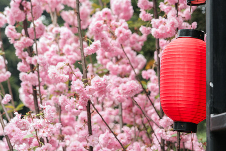 sakura and red lanternの写真素材