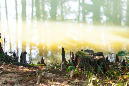 sunlight on the lakeの写真素材