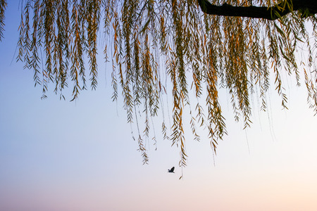 willow and birdの写真素材