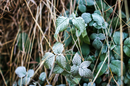 frosted leaves