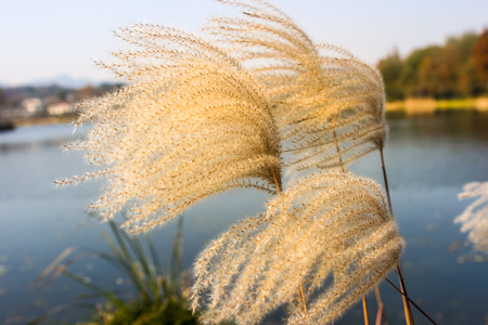 reed imageの写真素材