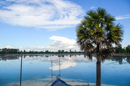 blue sky and lake, a palm tree stands besideの写真素材