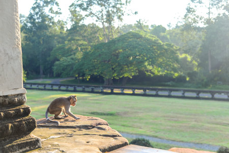 monkey in the temple