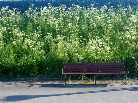 Bench on a pathway in a parkの写真素材