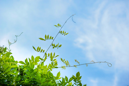 Nature plant under the blue skyの写真素材