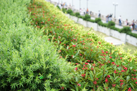 plant on a terrace garden