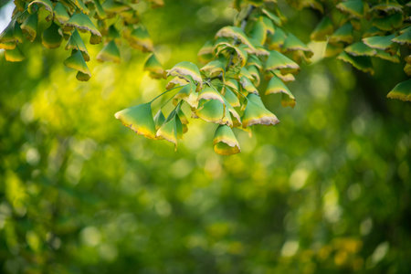 ginkgo leaves