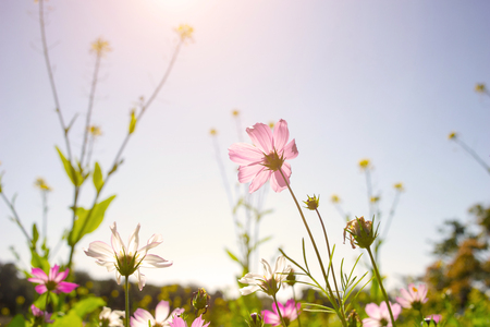 Close up to cosmos flowerの写真素材
