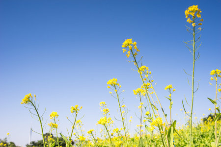 rapeseed flower under the blue sky