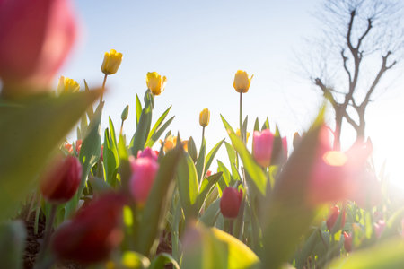 tulip field
